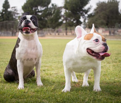 A,Boston,Terrier,And,A,White,French,Bulldog,(frenchie),Are